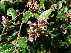 Fleurs en corymbes