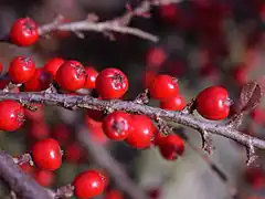 Cotoneaster rampant.