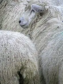 Photo de moutons vus de dos. La laine blanche montre des fibres longues et fines.