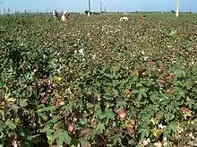 Les Russes puis les Soviétiques installèrent d'immenses plantations de coton irrigué en Ouzbékistan. Vallée de la Ferghana, 2008.