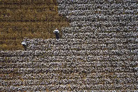 Récolte du coton au Xinjiang, septembre 2017.