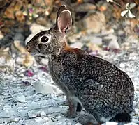 Un lapin gris chiné de noir, avec une queue noire sur le dessus, des yeux noirs et des grandes oreilles