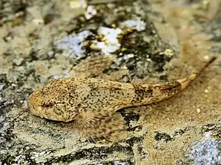 Un poisson beige marbré de brun d'aspect comparable aux gobies