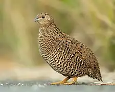 Coturnix ypsilophora