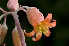 Cotyledon orbiculata : hexamère