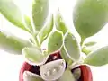 Détail de feuilles de Cotyledon tomentosa, avec les petits « poils » qui lui donnent un aspect duveteux.