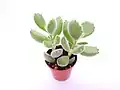 Un plant de Cotyledon tomentosa dans un pot.