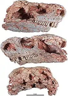 Crâne de Cotylorhynchus romeri (spécimen OMNH 04329) en vues latérale et occipitale. Bien qu’étant un peu écrasé dorsoventralement, ce spécimen est le crâne de Cotylorhynchus romeri le plus complet et le mieux conservé de la localité de Norman, Comté de Cleveland, Oklahoma.