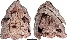  Crâne de Cotylorhynchus romeri (spécimen OMNH 04329) en vues dorsale et ventralele