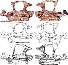 Crâne incomplet de Cotylorhynchus romeri (holotype) en vues latérale et médiale droite, trouvé près de Navina, Comté de Logan, Oklahoma.