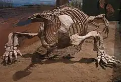 Squelette de Cotylorhynchus romeri exposé au Muséum d'histoire naturelle d'Oklahoma