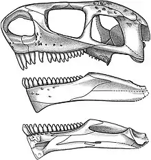 Trois illustrations montrant, de haut en bas, la reconstitution du crâne de Cotylorhynchus romeri en vue latérale gauche, et de sa mandibule en vues latérale et médiale.
