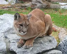 Un Puma ou cougar.