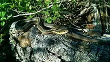 Couleuvre Rayée du Québec qui se reveille sur un billot.