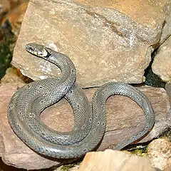 Un serpent grisâtre est lové sur des rochers