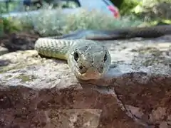 Une couleuvre de Montpellier, représentative des Garrigues, ici hors du parc à Lauroux (Hérault).