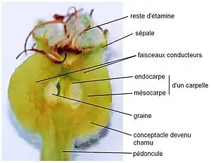 Coupe dans le fruit un mois après la fécondation.