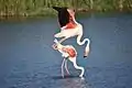 Accouplement de flamants roses dans le parc ornithologique de Pont-de-Gau. Mai 2017.