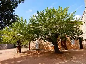 Cour et arbres de l'abbaye.