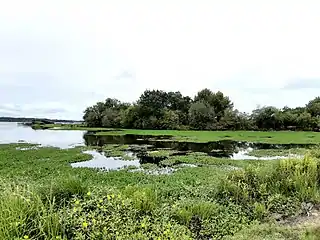 Rencontre des eaux du courant de Sainte-Eulalie et de l'étang d'Aureilhan