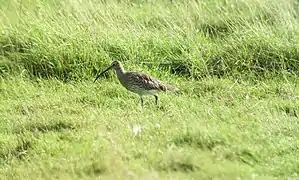 Courlis cendré au Zwin (Belgique)