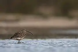 Courlis cendré sur un étang