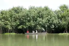 Découverte des mangroves du Mono