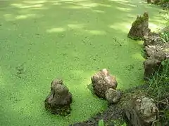 Les pneumatophores du cyprès chauve dans le parc du Château.