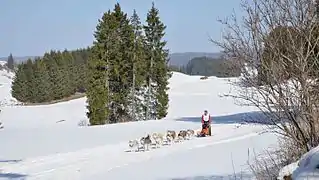 Course de chiens de traineaux.