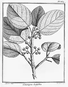 Coussapoa latifolia : Planche 362 accompagnant la description du genre Coussapoa par Aublet (1775)