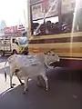 Vache et veau, dans le Tamil Nadu.