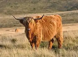 Une Highland en pâturage.