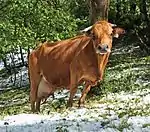 Photo couleur d'une vache couleur fauve et mamelle développée dans un pâturage enneigé.