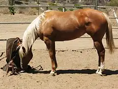 Dans un paddock en sable, un cheval alezan crin lavé reniffle une selle western posée par terre.