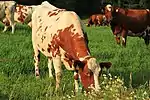 photo couleur d'une vahce pie rouge sans cornes mangeant une herbe fleurie. En arrière plan, d'autres individus montrent leur aptitude laitière par leur mamelle développée.