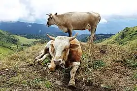 Vaches (Bos taurus) dans le Caucase russe.