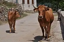 La photo couleur montre une vache et son veau divagant dans un village sur une route goudronnée