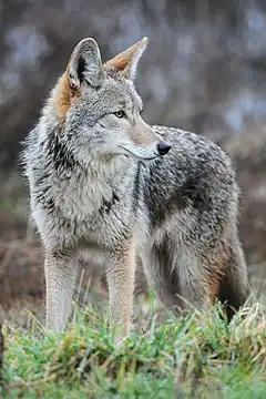 Coyote, Canis latrans.