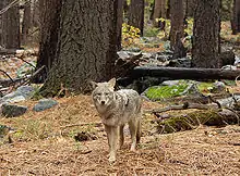 Photographie d'un coyote en forêt