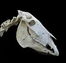 Crâne d'un âne
