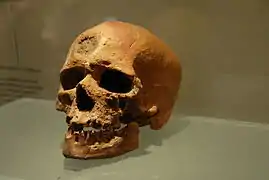 Crâne de Cro-magnon.
