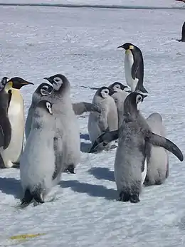 Crèche de poussins manchots empereurs.