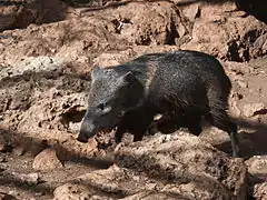 Pecari tajacu (Tayassuidae)