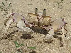 Ocypode cordimanus
