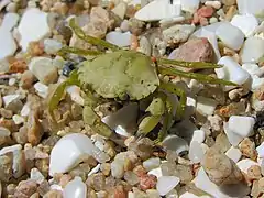 Carcinus maenas, Crabe vert