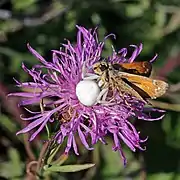 Misumena vatia femelle attrapant un virgule (papillon) sur une fleur de centaurée jacée dans le parc national de Bükk. Aout 2019.