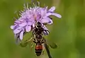 Synema globosum femelle capturant une abeille.