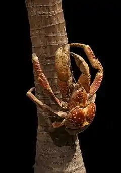 Crabe de cocotier, Birgus latro (Linnaeus 1777). Specimen naturalisé. Rez-de-chaussée.
