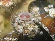 Un crabe pinnothère sorti de sa coquille de moule