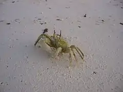 Ocypode ceratopthalmus, crabe fantôme, loulou grangalo, sur plages sableuses.